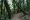 Muir Woods and the thousand years redwoods