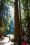 Muir Woods and the thousand years redwoods