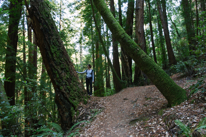 Muir Woods et les séquoias millénaires