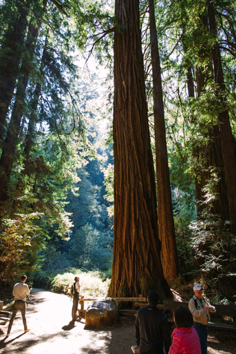 Muir Woods et les séquoias millénaires