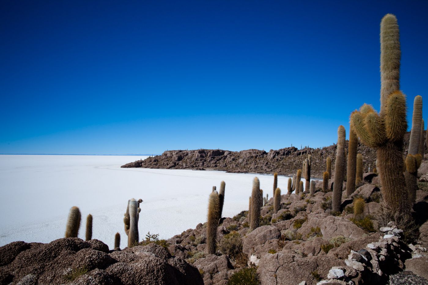 Isla Incahuasi, Salar de Uyuni, Bolivie