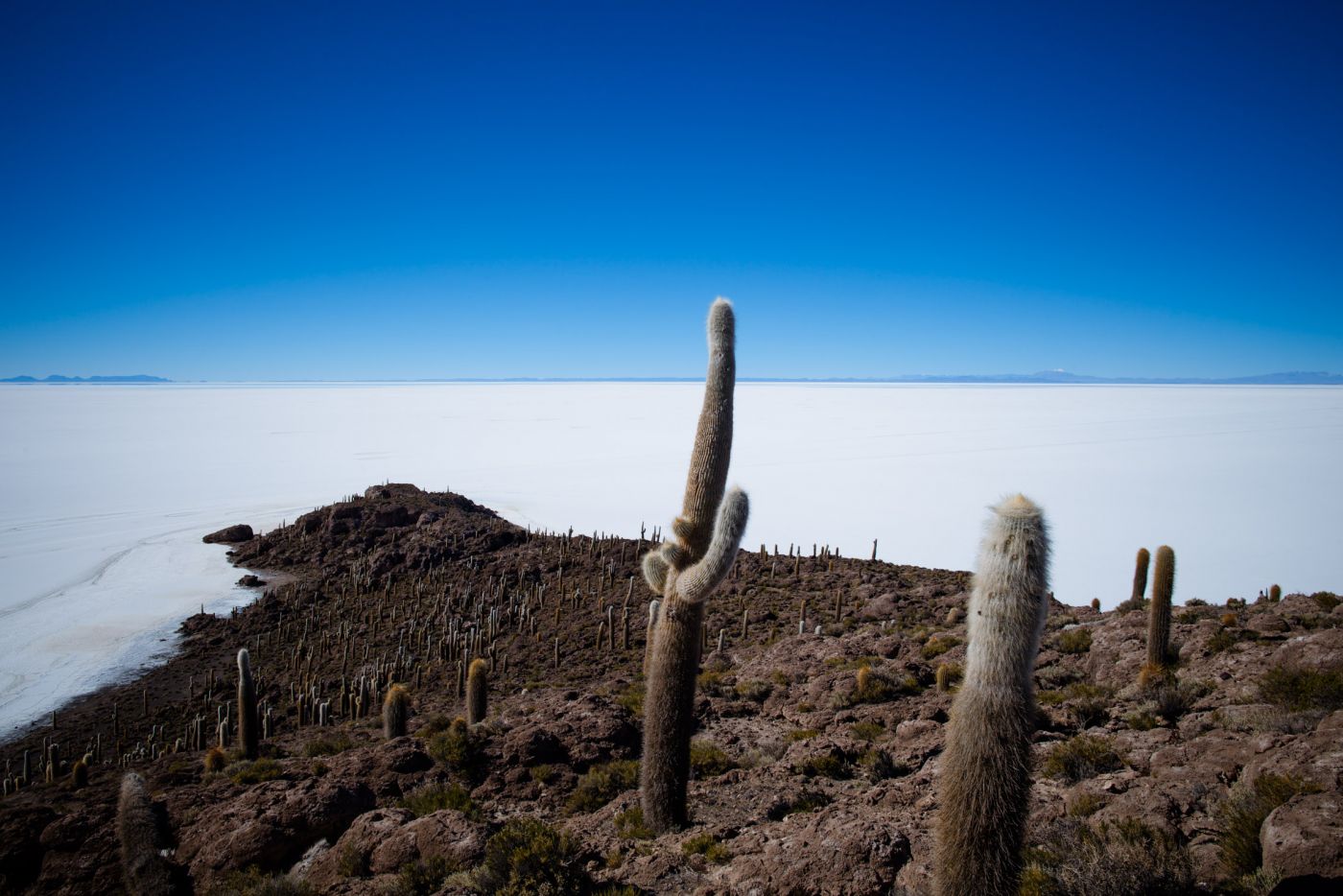 Isla Incahuasi, Salar de Uyuni, Bolivie