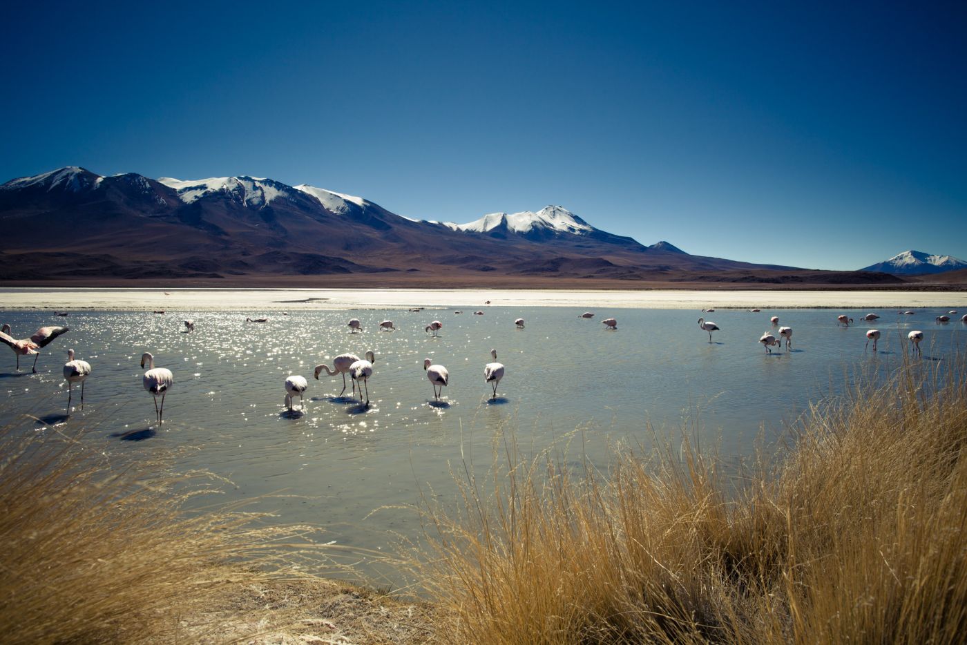Laguna Cañapa, Bolivie