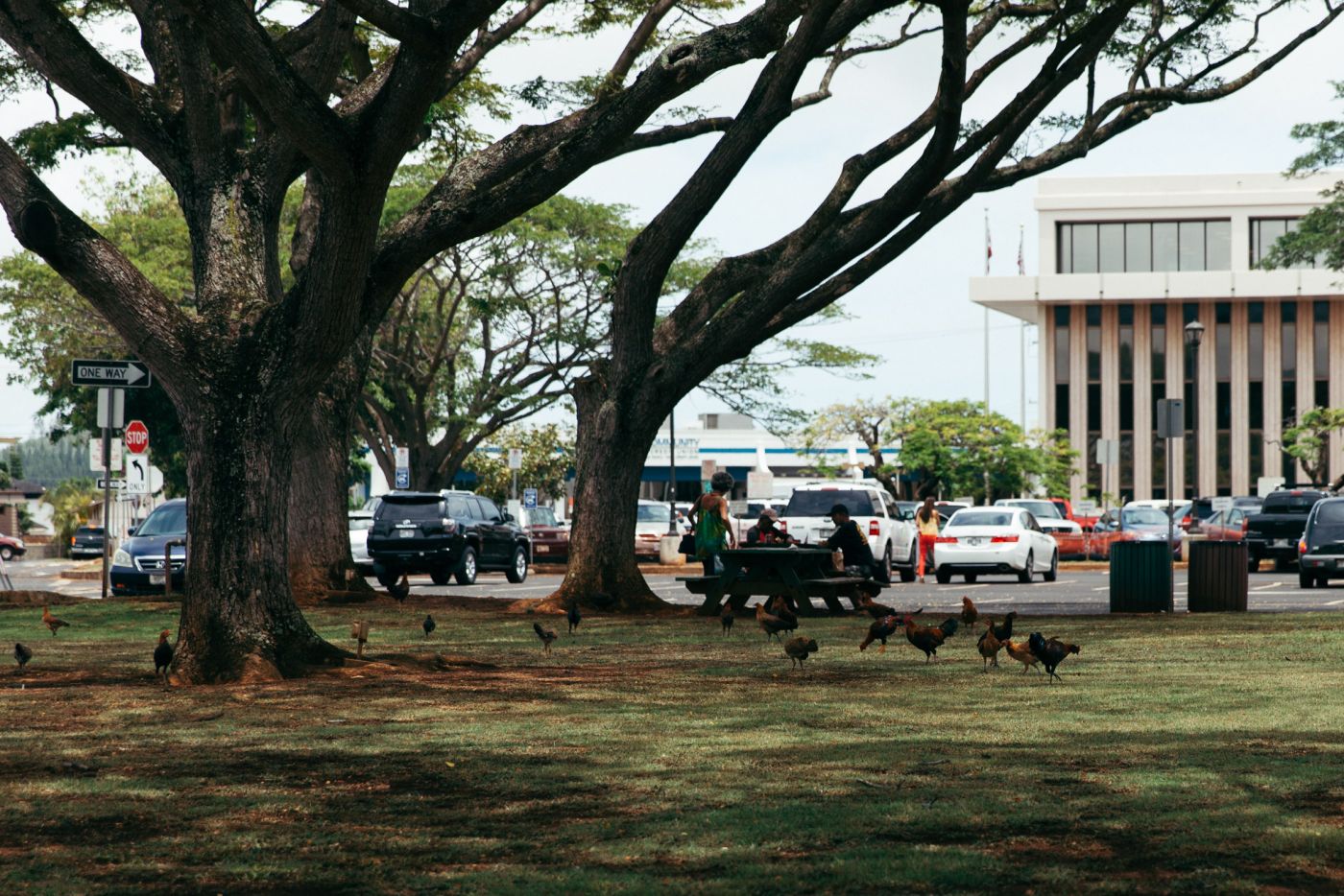 Chickens in a park, Lihu'e, Kaua'i, Hawai'i