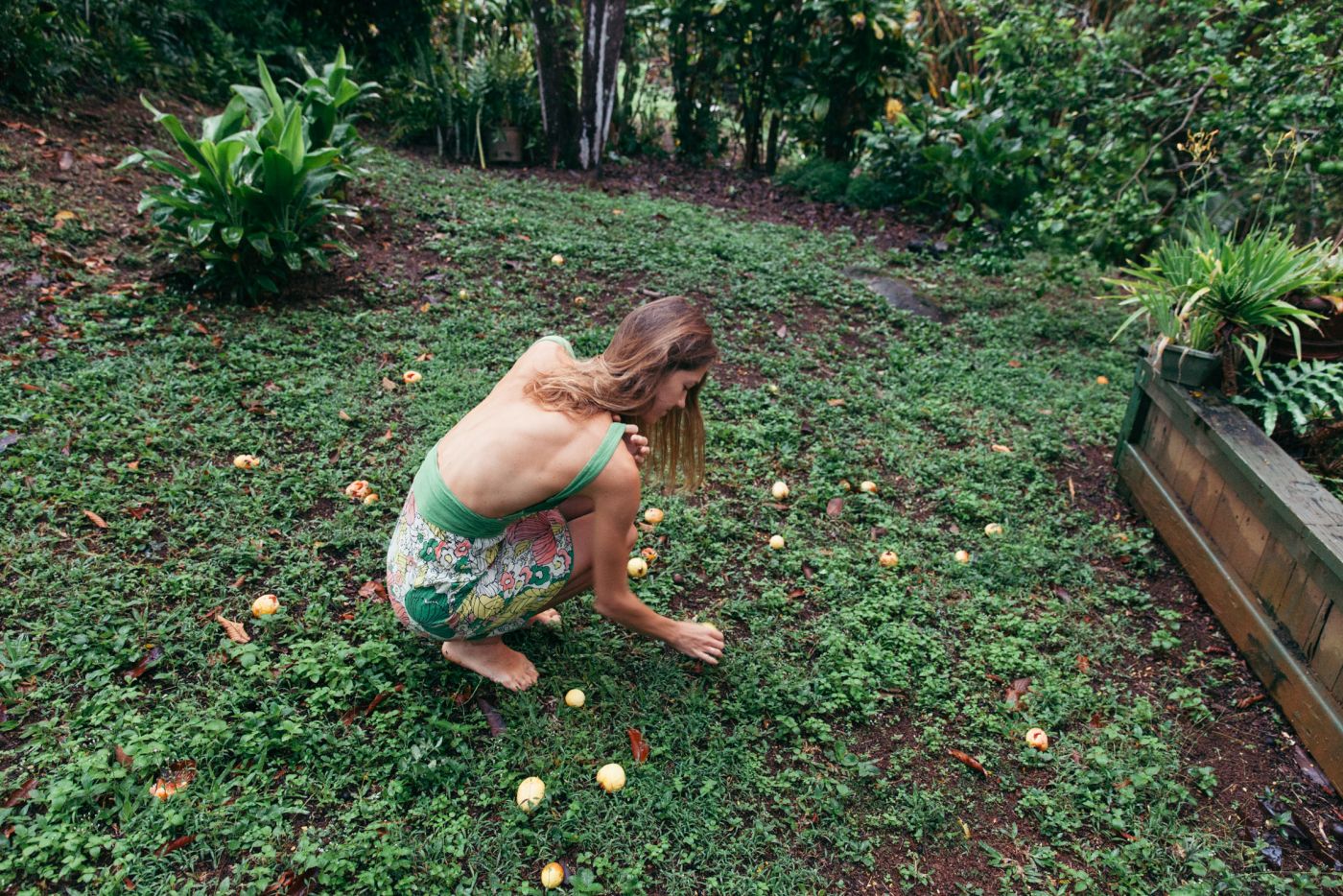 Picking guavas, Koloa, Kaua'i, Hawai'i