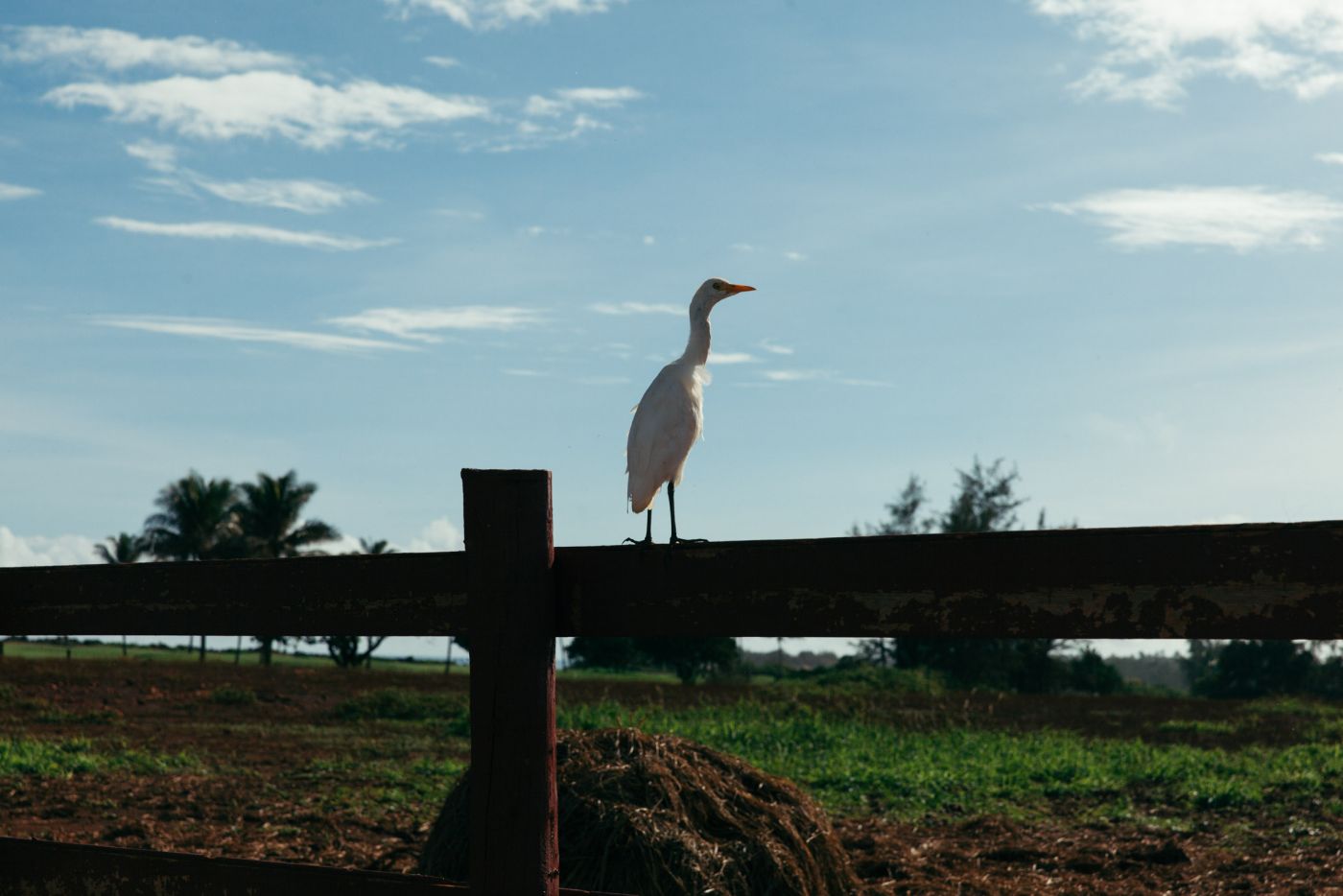 Heron, on the road to Maha'ulepu, Kaua'i, Hawai'i
