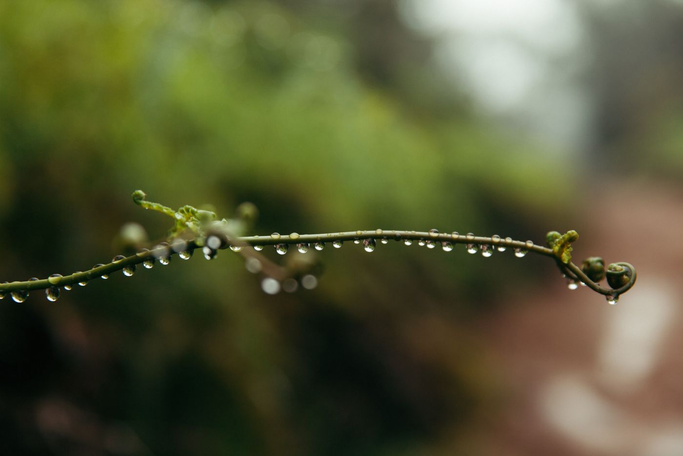 Drops of rain on a green plant, Kalalau Valley, Koke'e State Park, Kaua'i, Hawaii