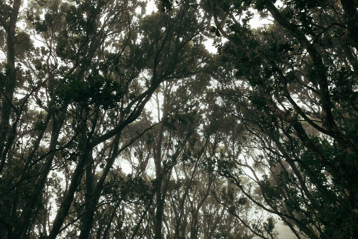 Brume dans les arbres, Kalalau Valley, Koke'e State Park, Kaua'i, Hawaii