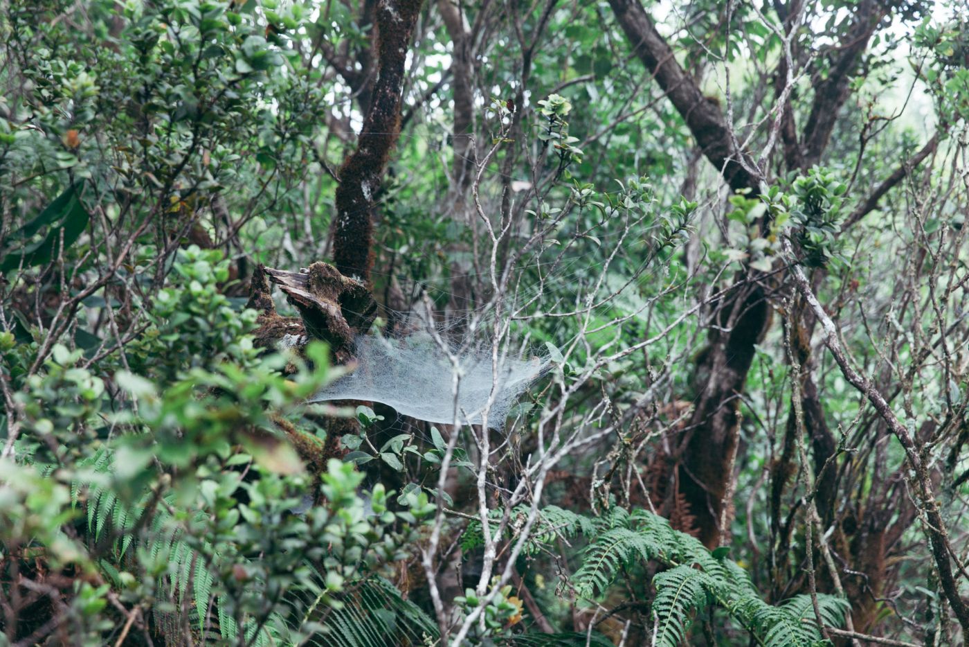 Big spiderweb, Kalalau Valley, Koke'e State Park, Kaua'i, Hawaii