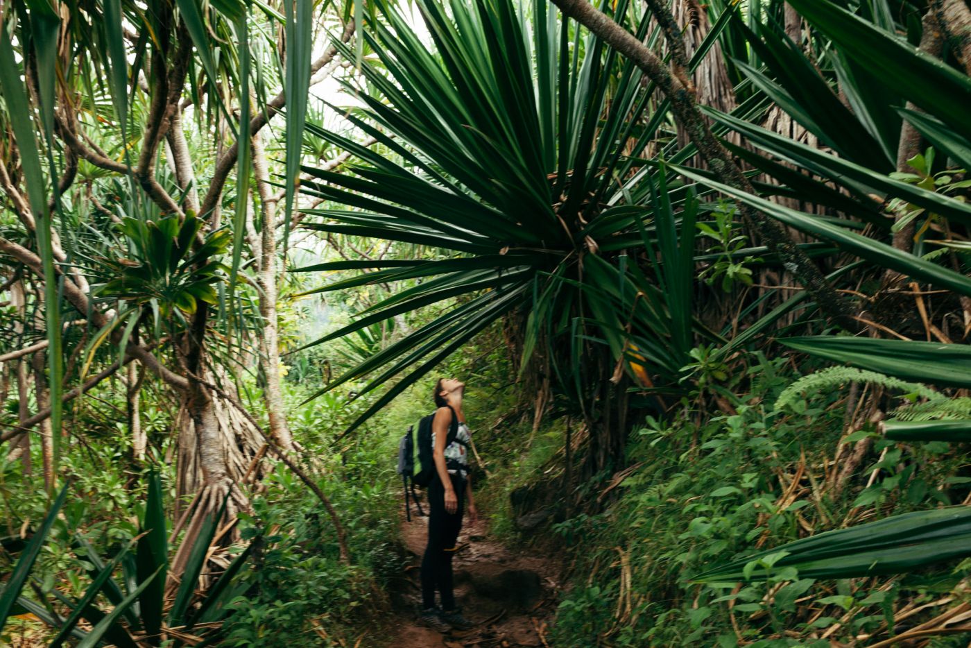 Giant leaves and woman, Kalalau Trail, Kaua'i, Hawaii