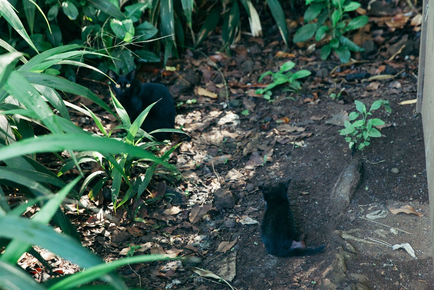 Cats, Kalalau Trail, Kaua'i, Hawaii