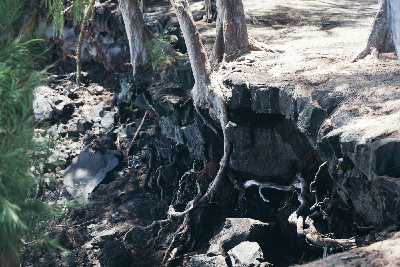 Tree roots in the lava rock, McKenzie State Recreation Area, Hawaii