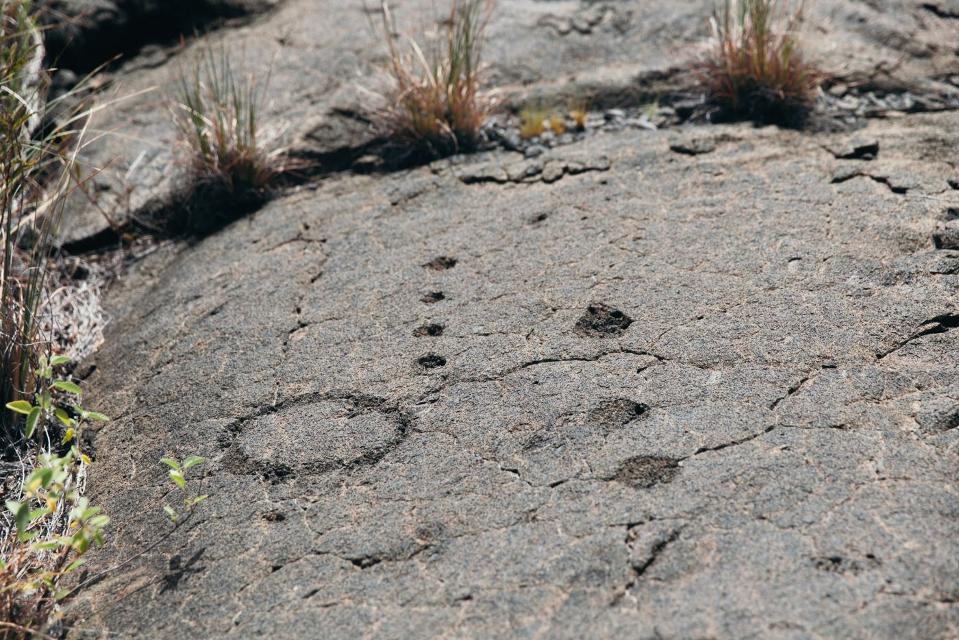 Pétroglyphe, Puu Loa Petroglyphs, Hawaii