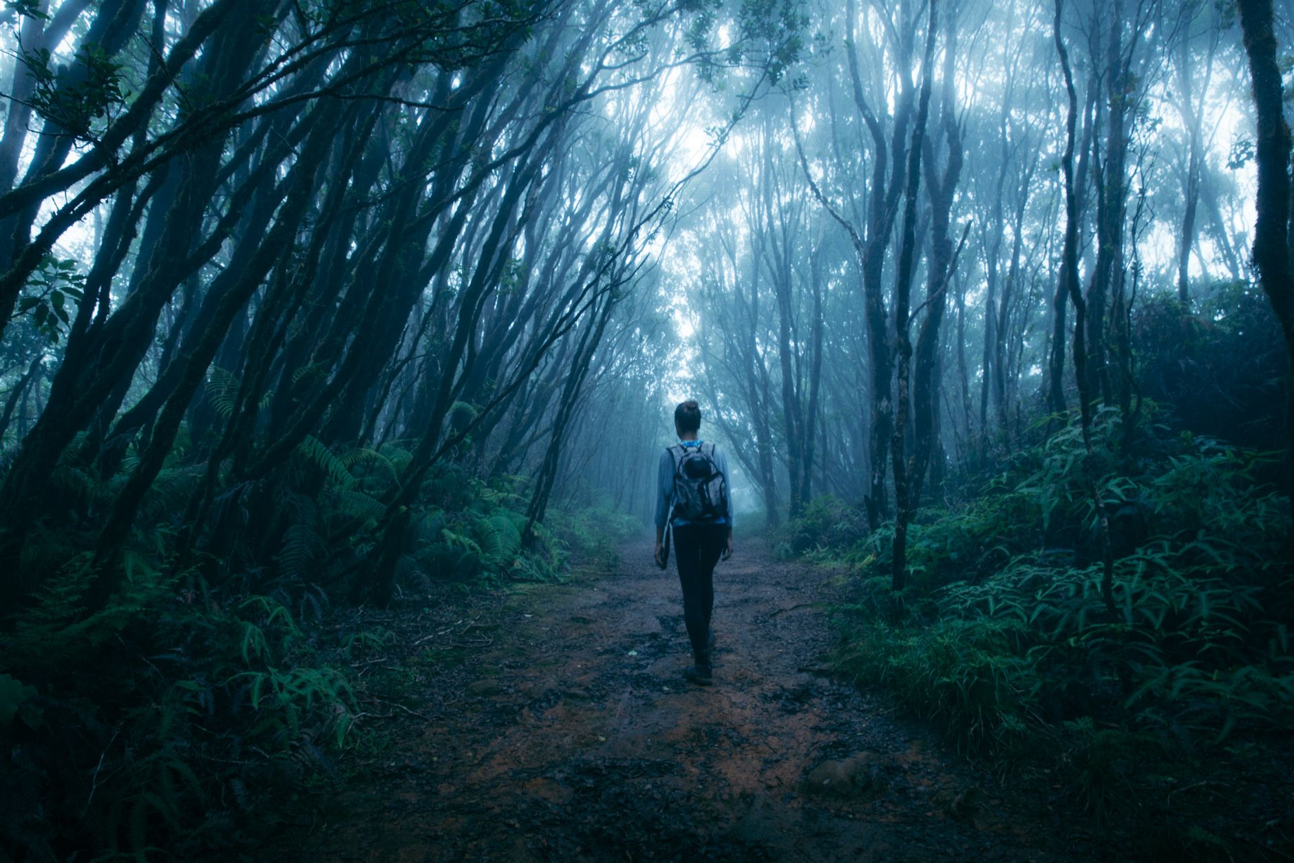 Walking in the mist in a forest, Kalalau Valley, Koke'e State Park, Kaua'i, Hawaii