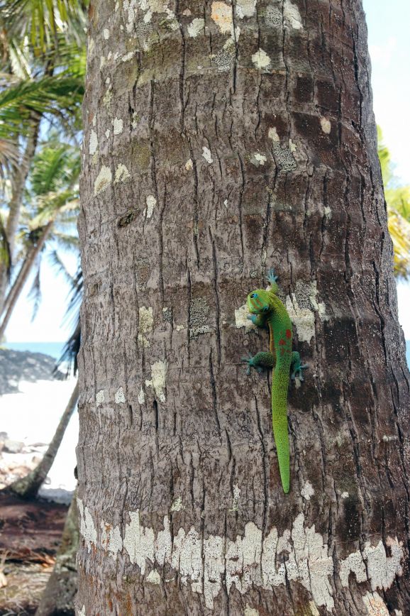Lizard on palm tree, Kalapana-Kapoho, Hawaii