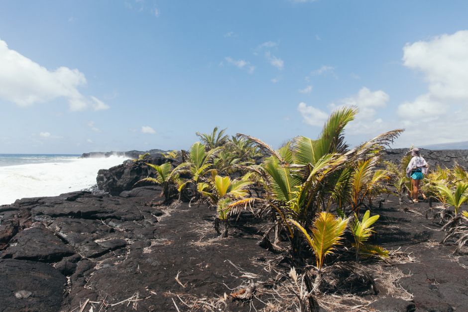Coconut on lava field, Kalapana, Hawaii